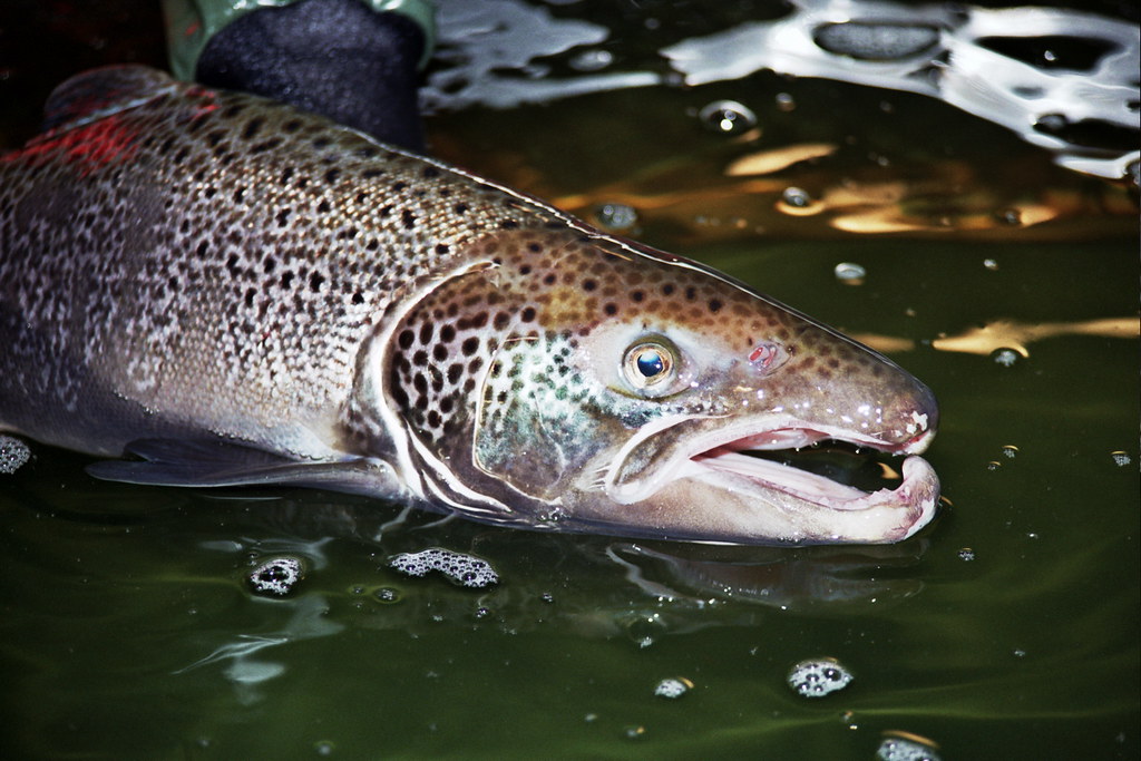 Cría de salmones