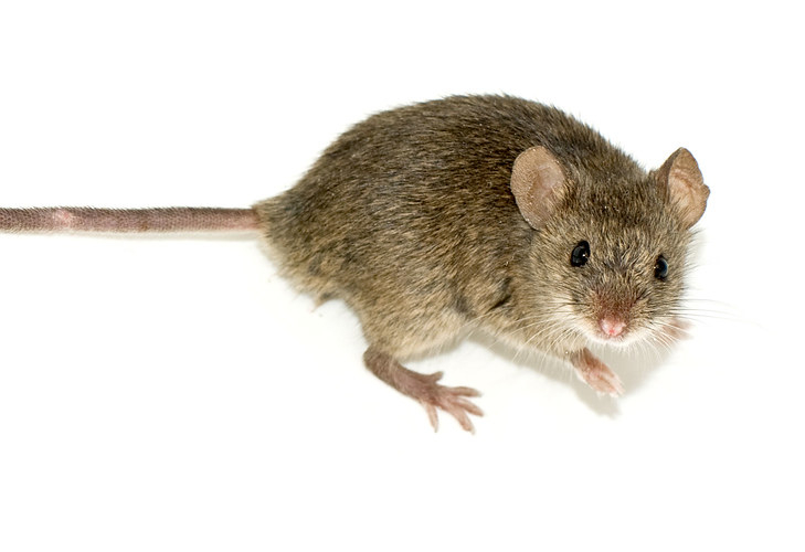 Experimentación en ratones