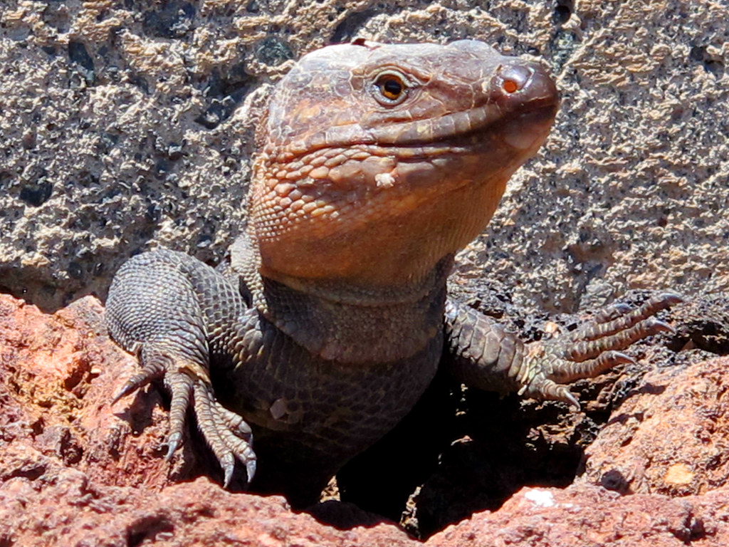 Lagarto Gigante