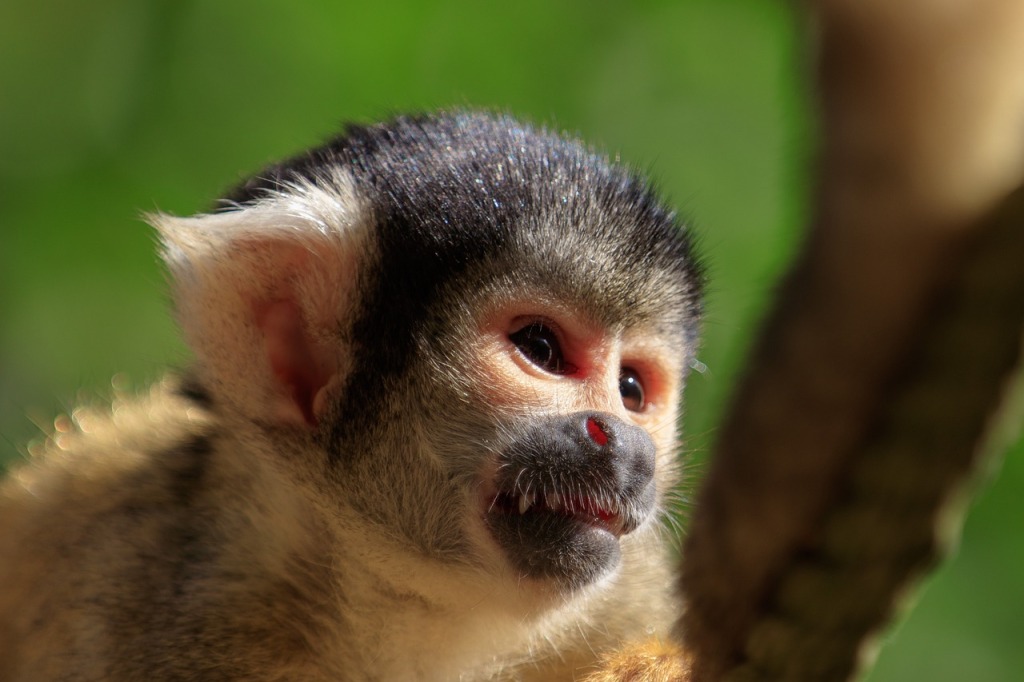 PETA revela negligencias y abusos contra primates en un prestigioso laboratorio colombiano