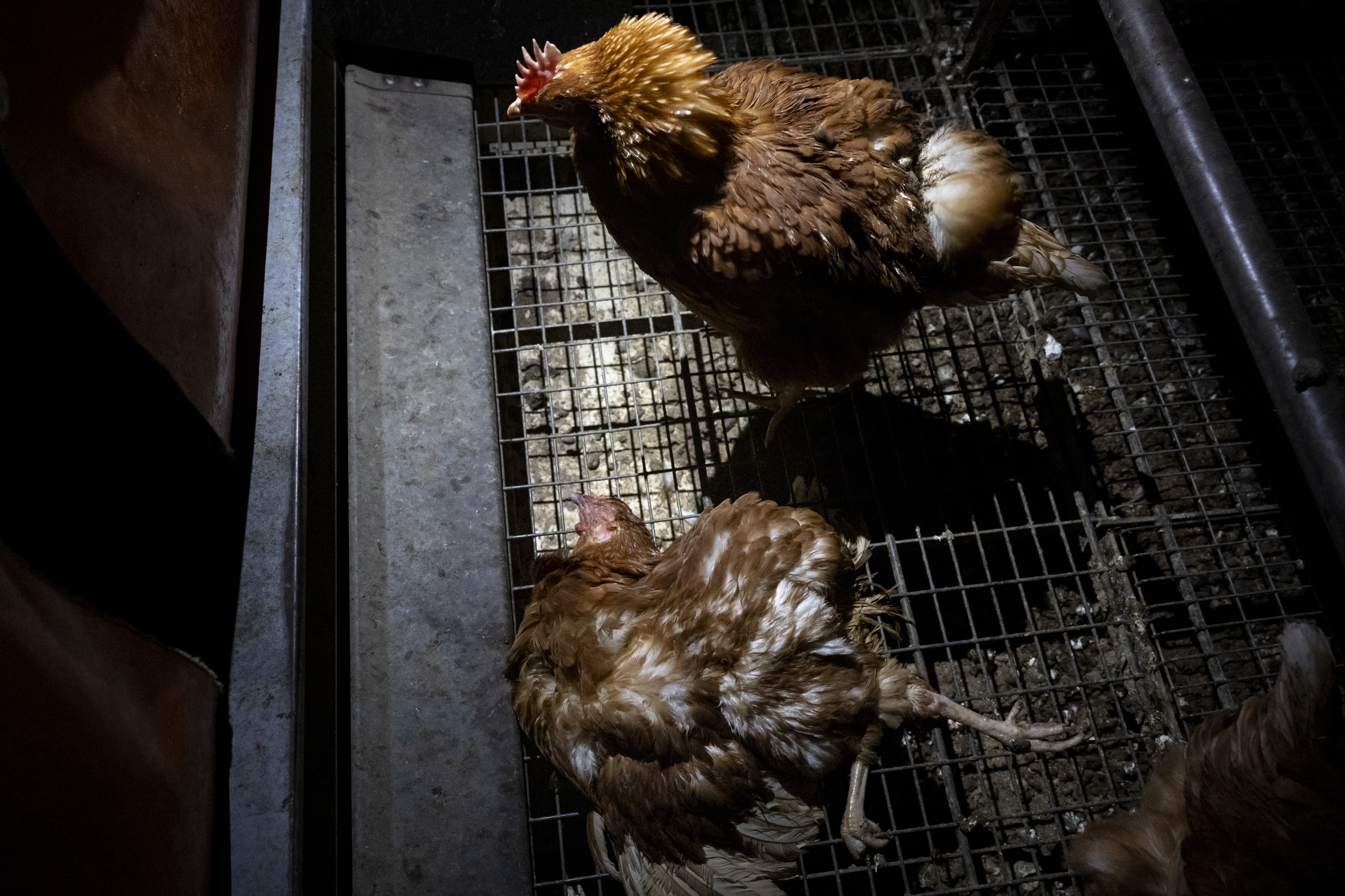 La mayor investigación en granjas de «bienestar animal» en Reino Unido revela un sufrimiento generalizado