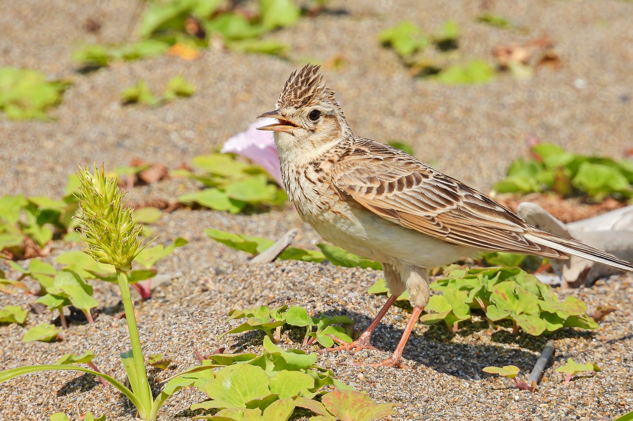 Conservación de las aves