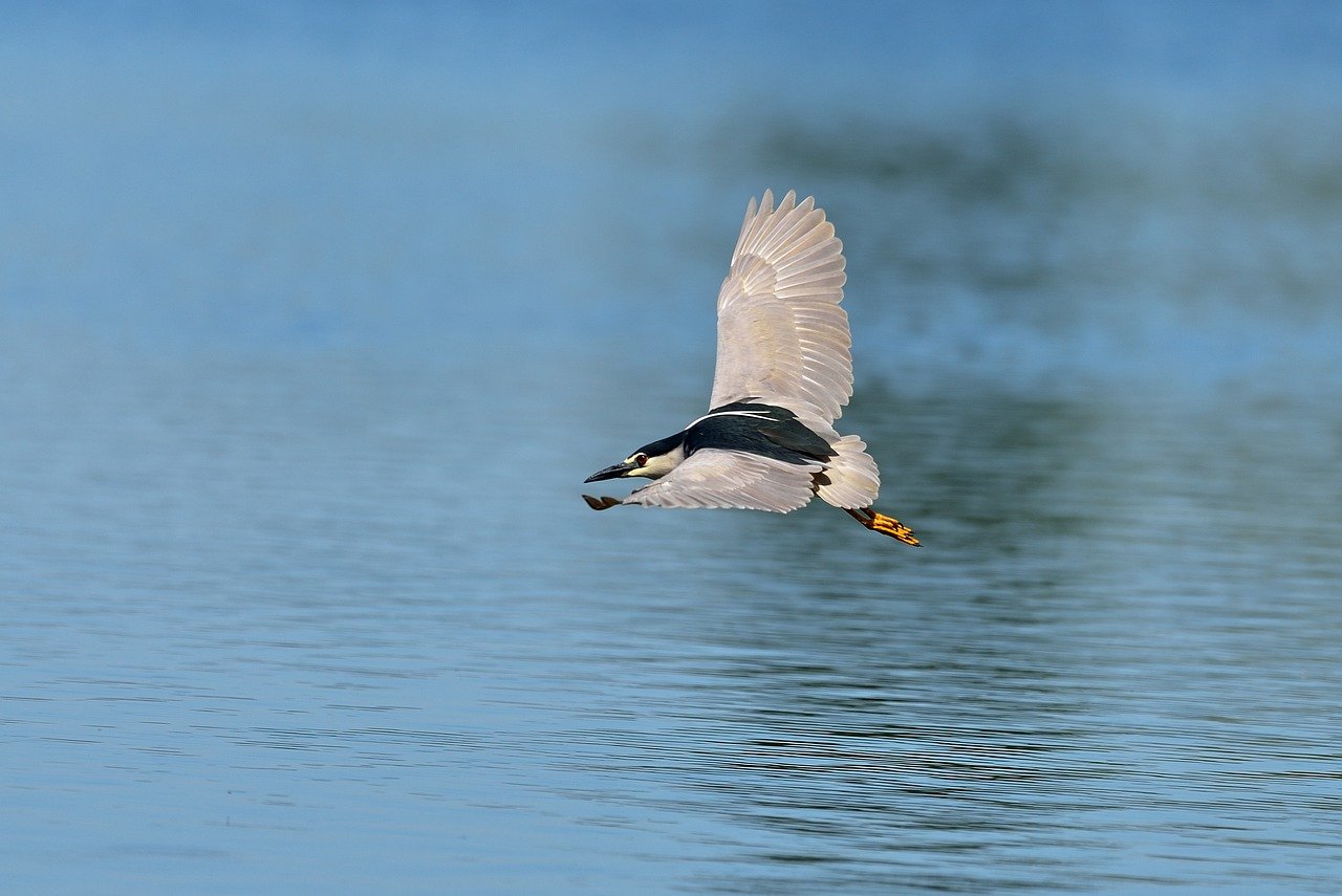 El último censo de las poblaciones de garzas en España constata la tendencia negativa de la mayoría de las especies