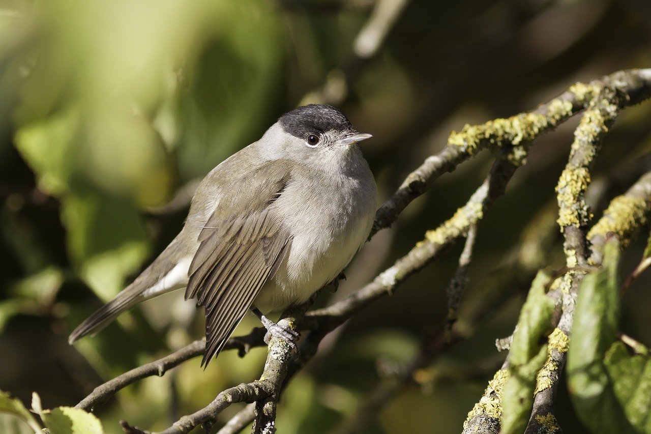 Así cambian su alimentación las aves migratorias para lidiar con los parásitos