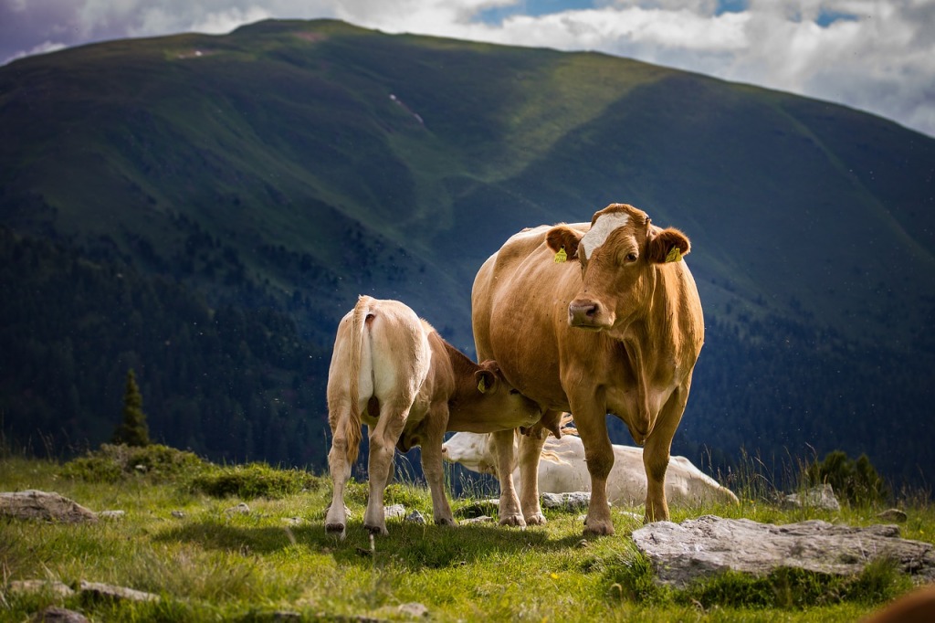 Cría de vacas en Escocia