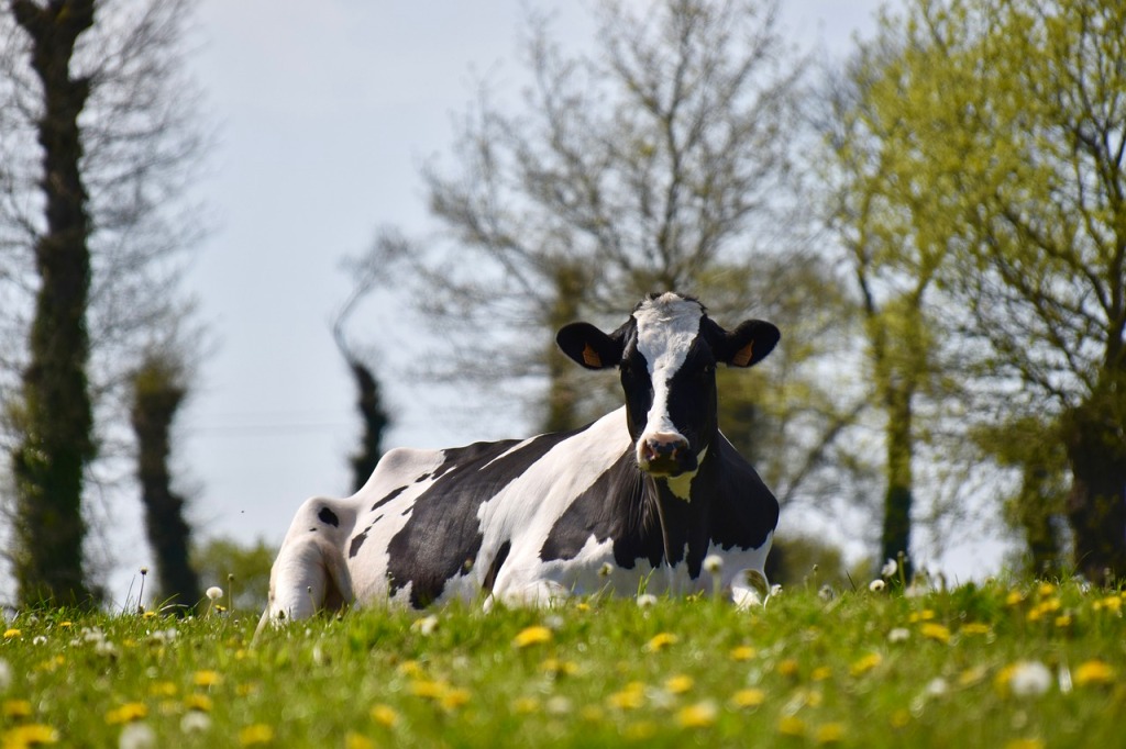 Vacas lecheras seleccionadas genéticamente