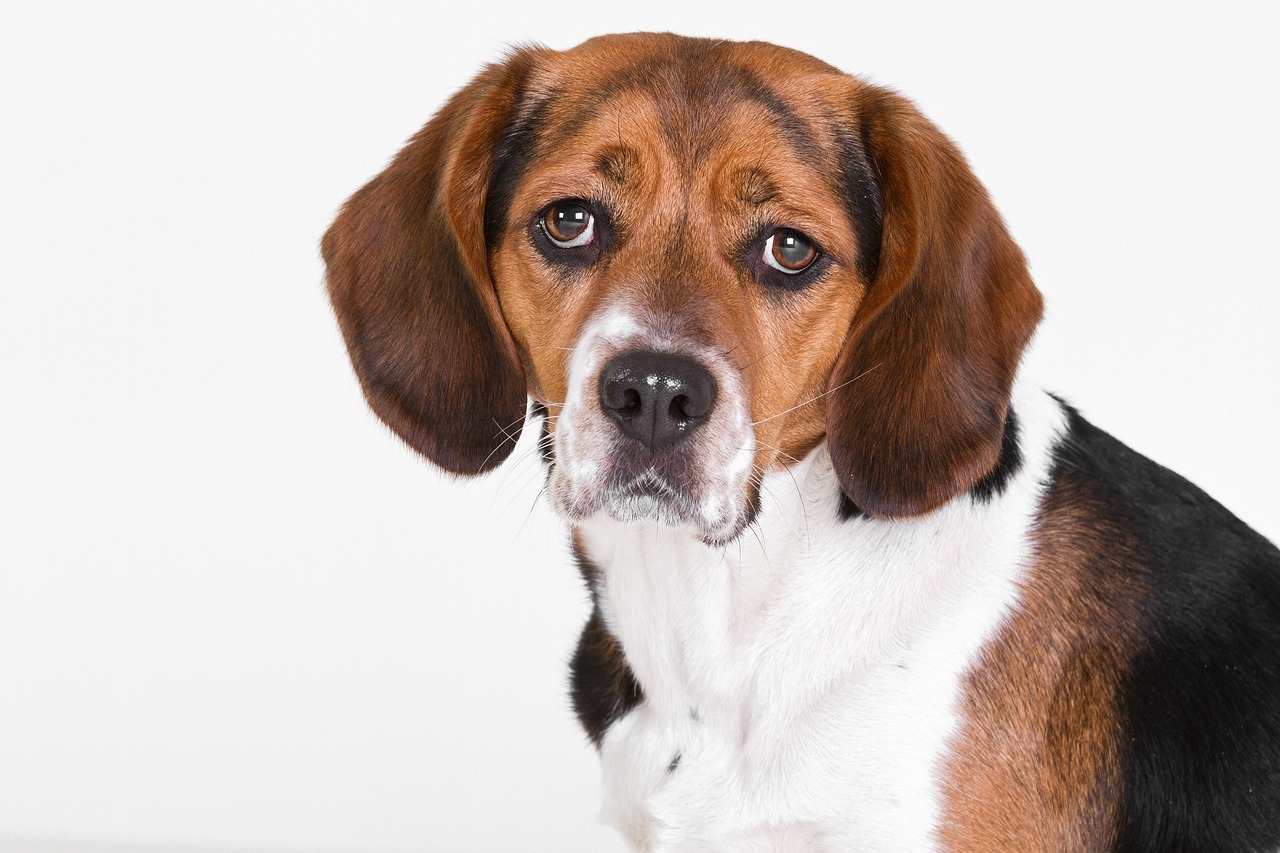 Multa a un criadero de perros para laboratorios