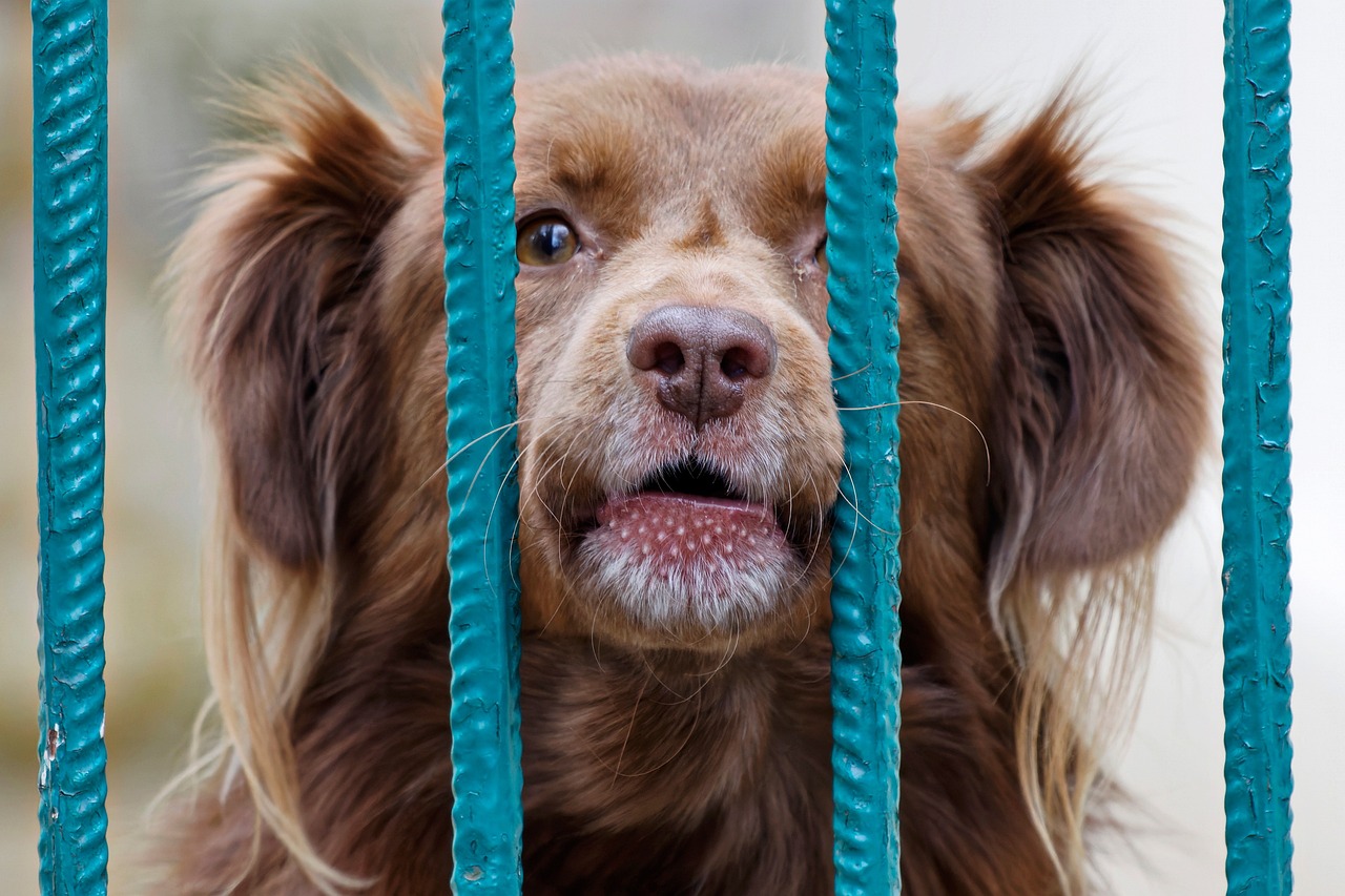 Las protectoras de animales en Reino Unido también están al límite