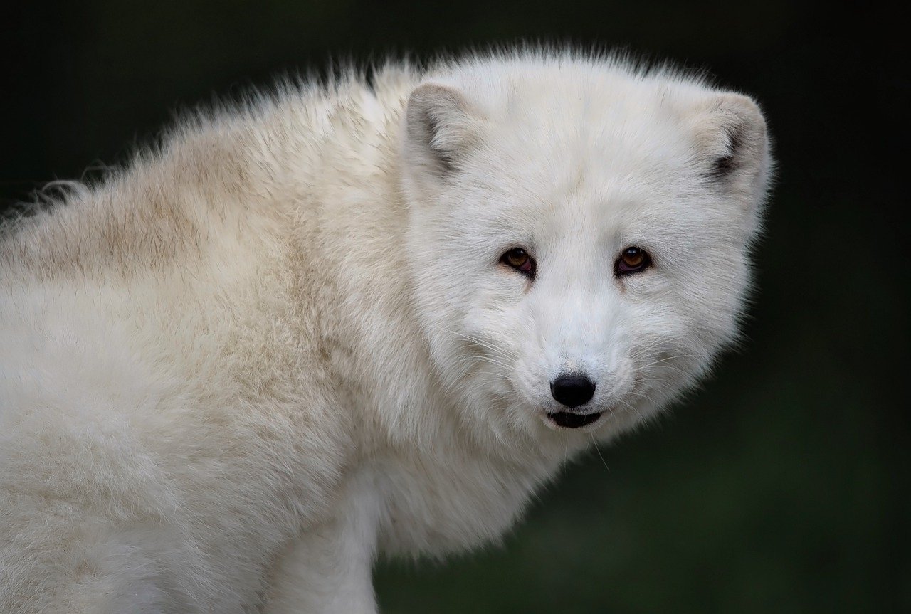 Multa por tenencia de animales exóticos