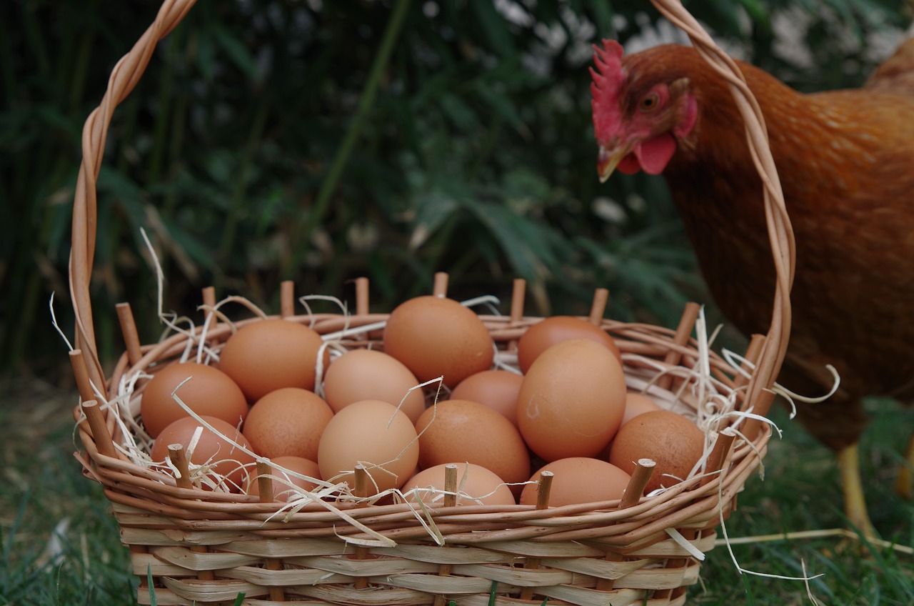 Gallinas felices del pueblo