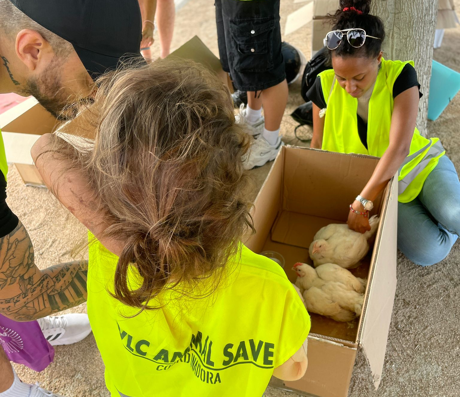 Rescatados diez pollos justo antes de entrar al matadero en Valencia