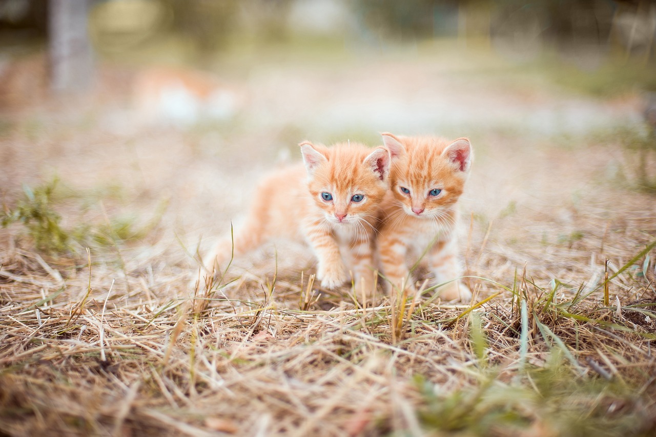 Los gatos no viven bien en la calle