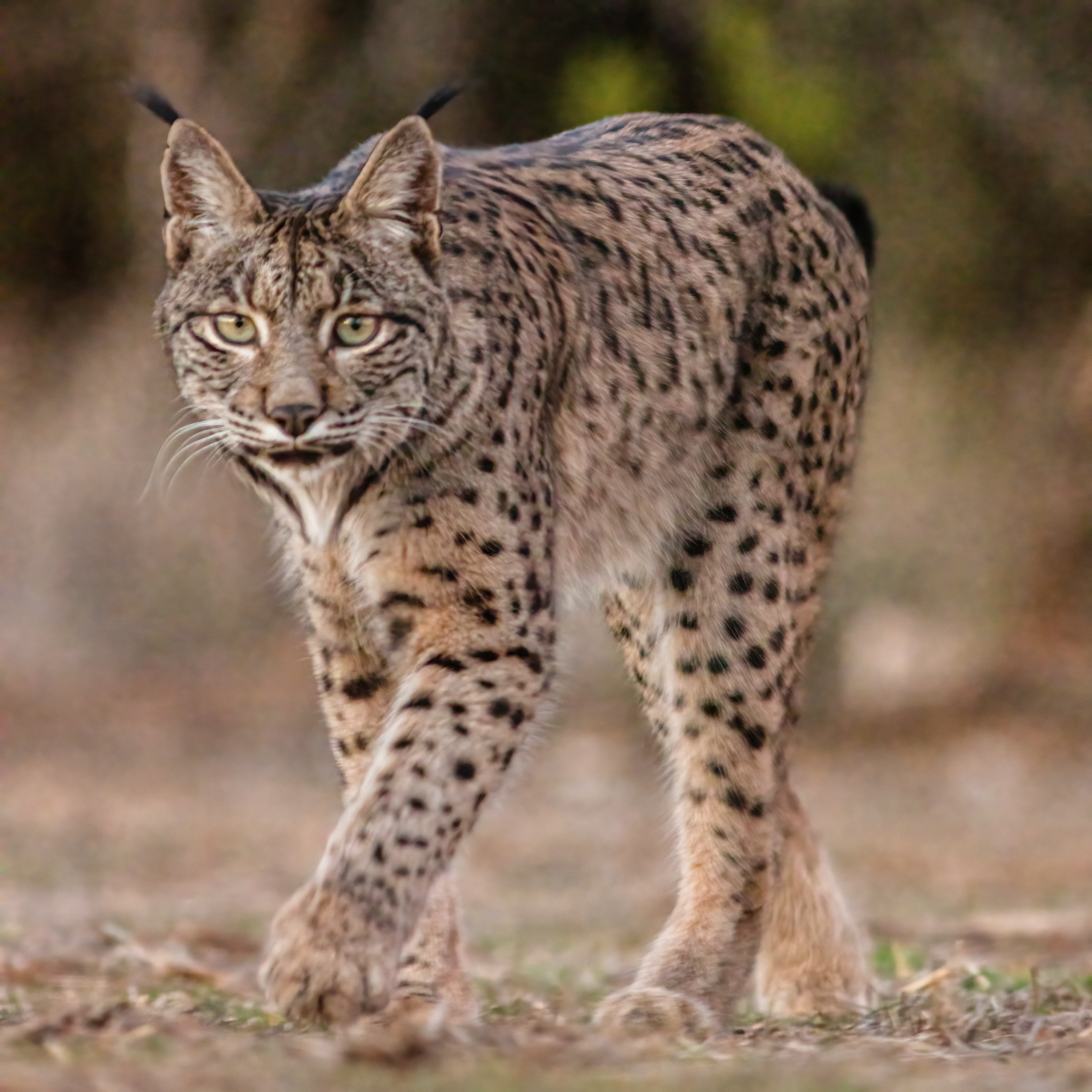 Lince Ibérico