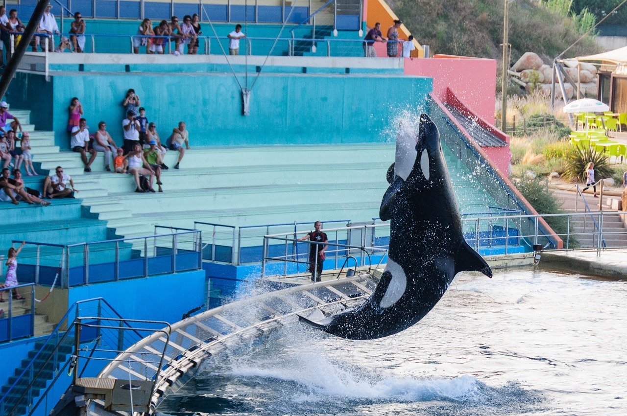 Liberación de la última orca cautiva del Moskvarium