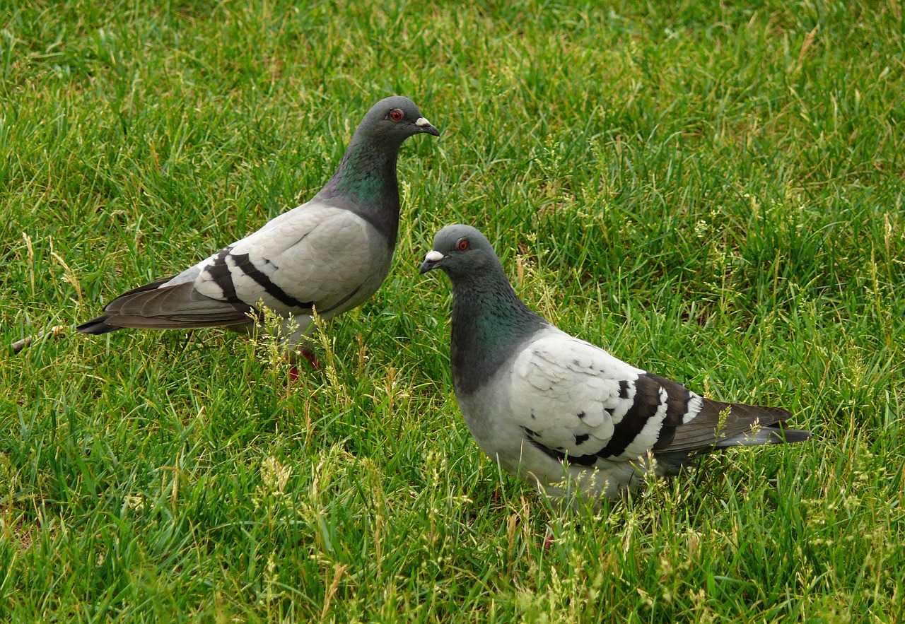Carreras de palomas