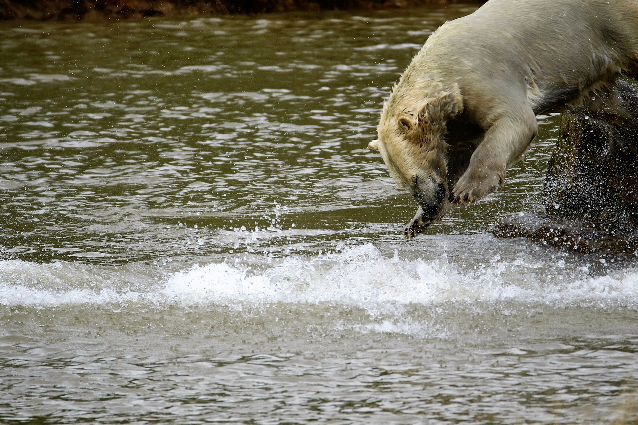 Especies protegidas de Alaska