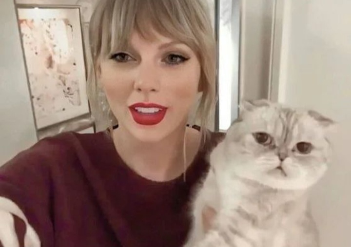 No compres gatos como el de Taylor Swift