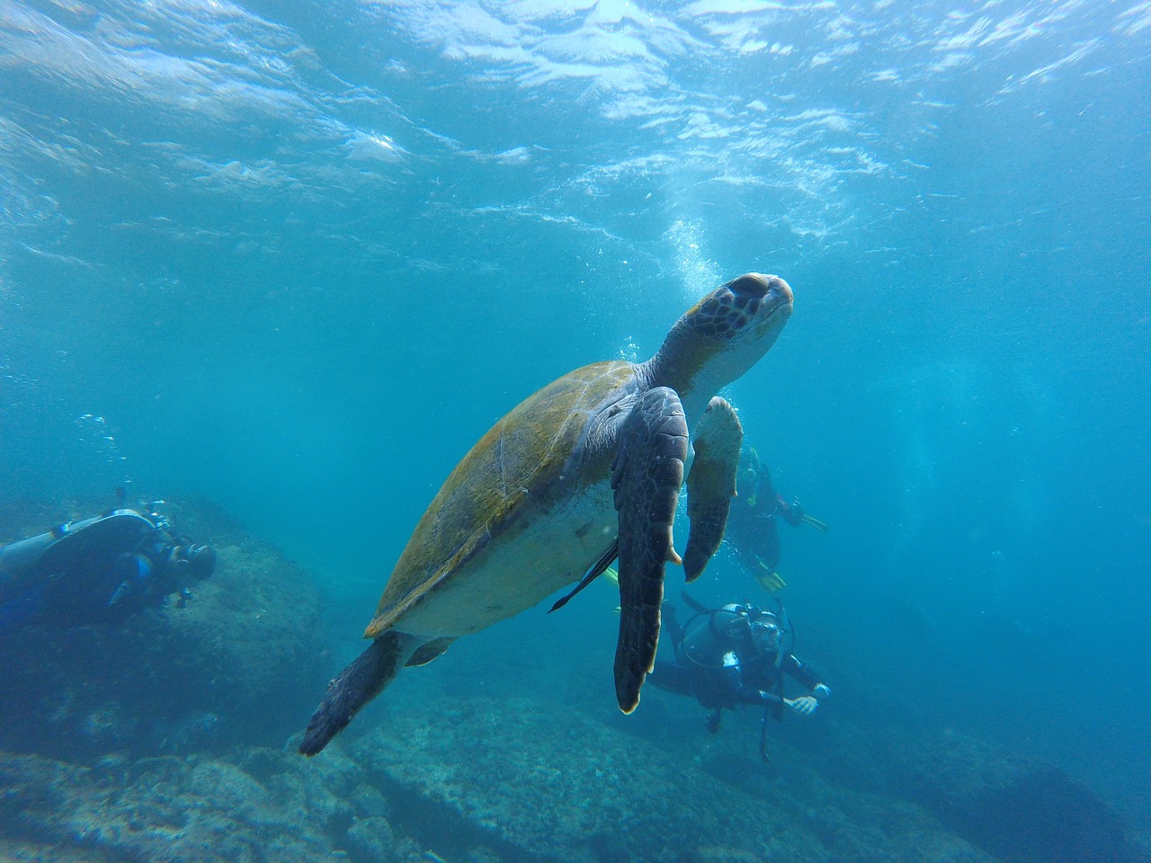 Rescate de una tortuga verde