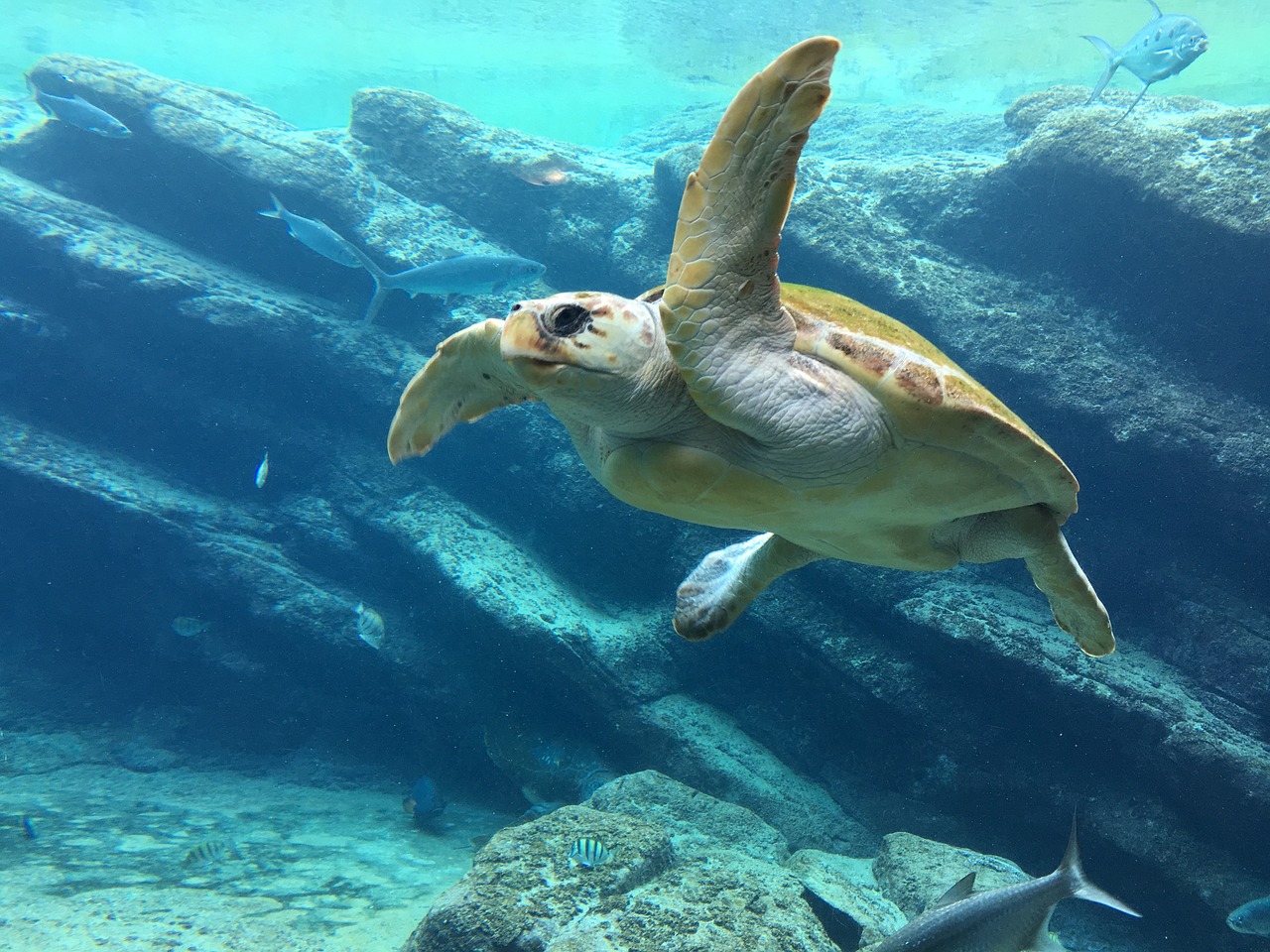 Conservación de las tortugas marinas