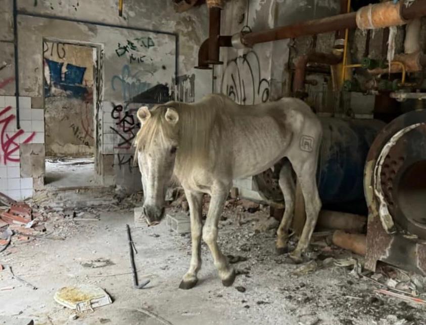 La Fundación Santuario Vegan denuncia el estado lamentable de un caballo en un municipio madrileño