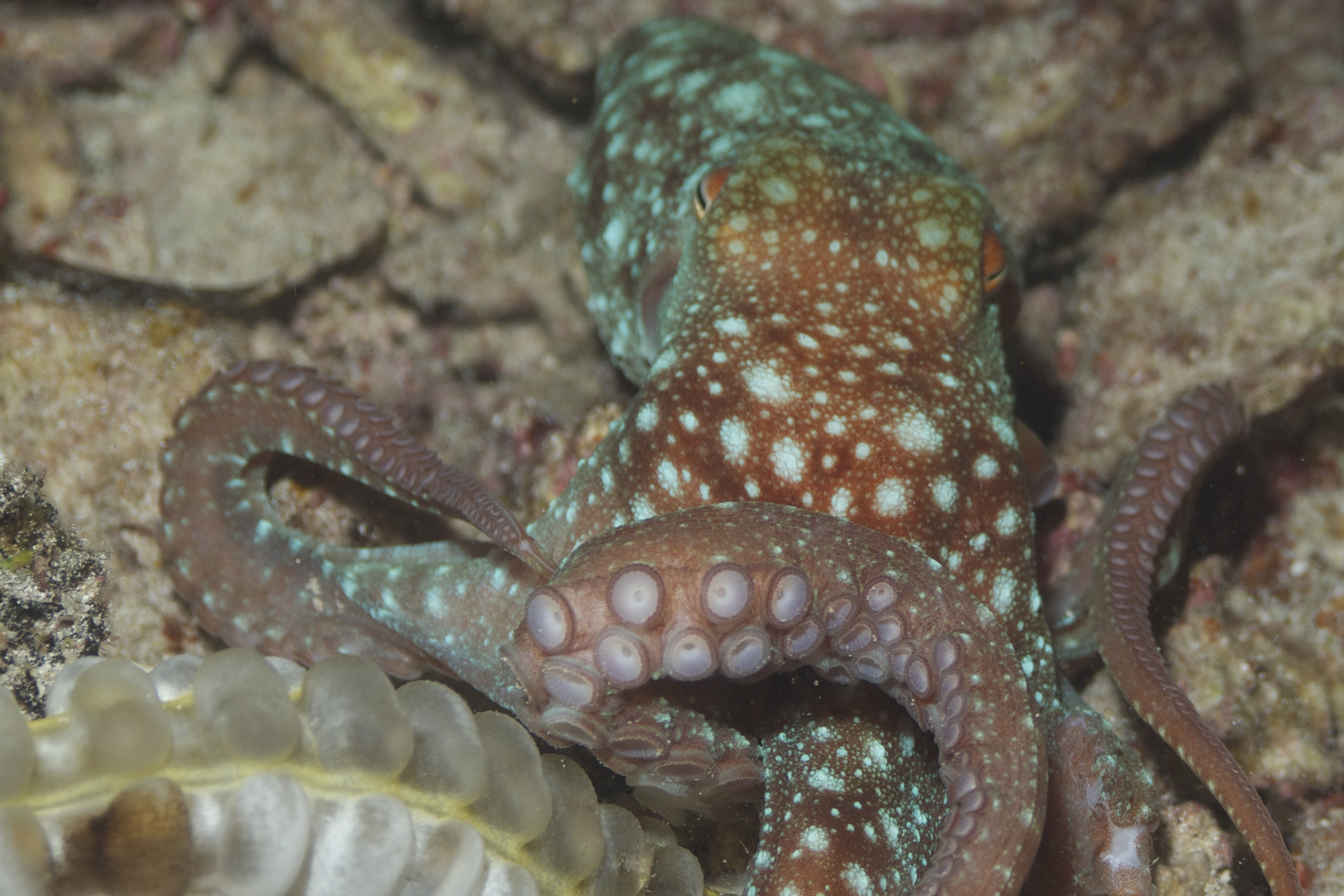 Nuevo informe sobre el impacto de la granja de pulpos de Nueva Pescanova