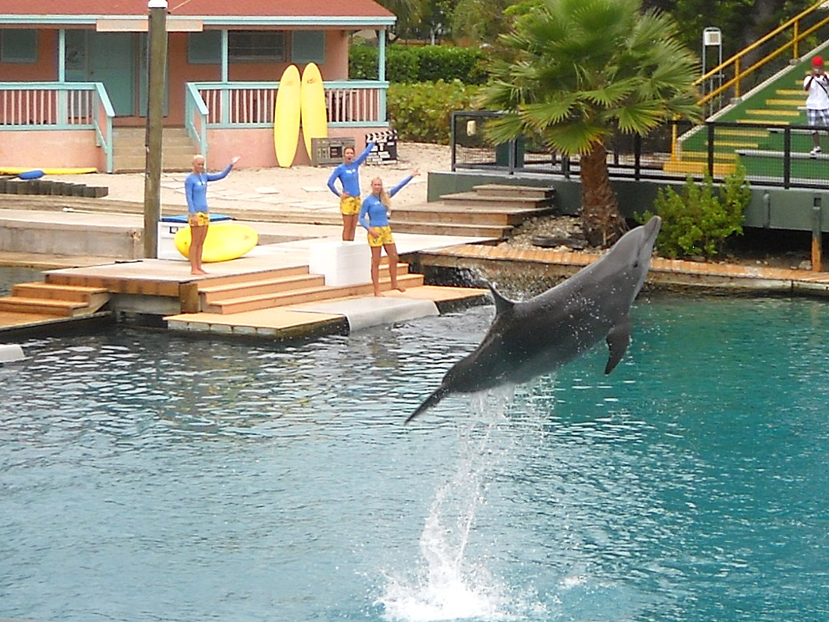 Un tribunal decidirá sobre el desalojo del Miami Seaquarium