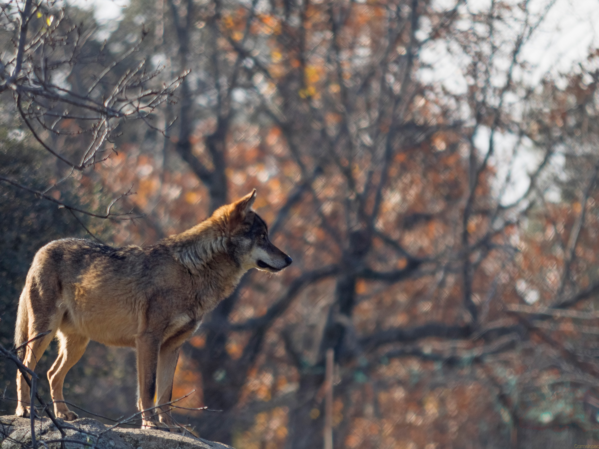 La justicia europea declara ilegal la norma que permite la caza de lobos en Castilla y León