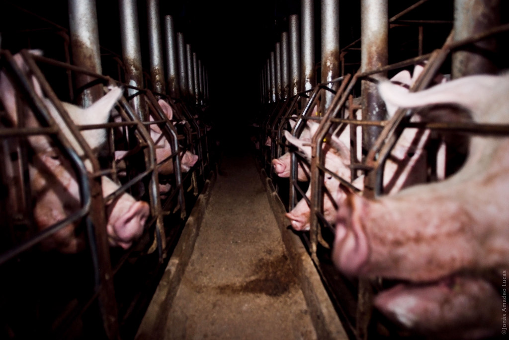 Piden al Tribunal de Justicia que se sume a la causa contra la Comisión Europea por no prohibir las jaulas