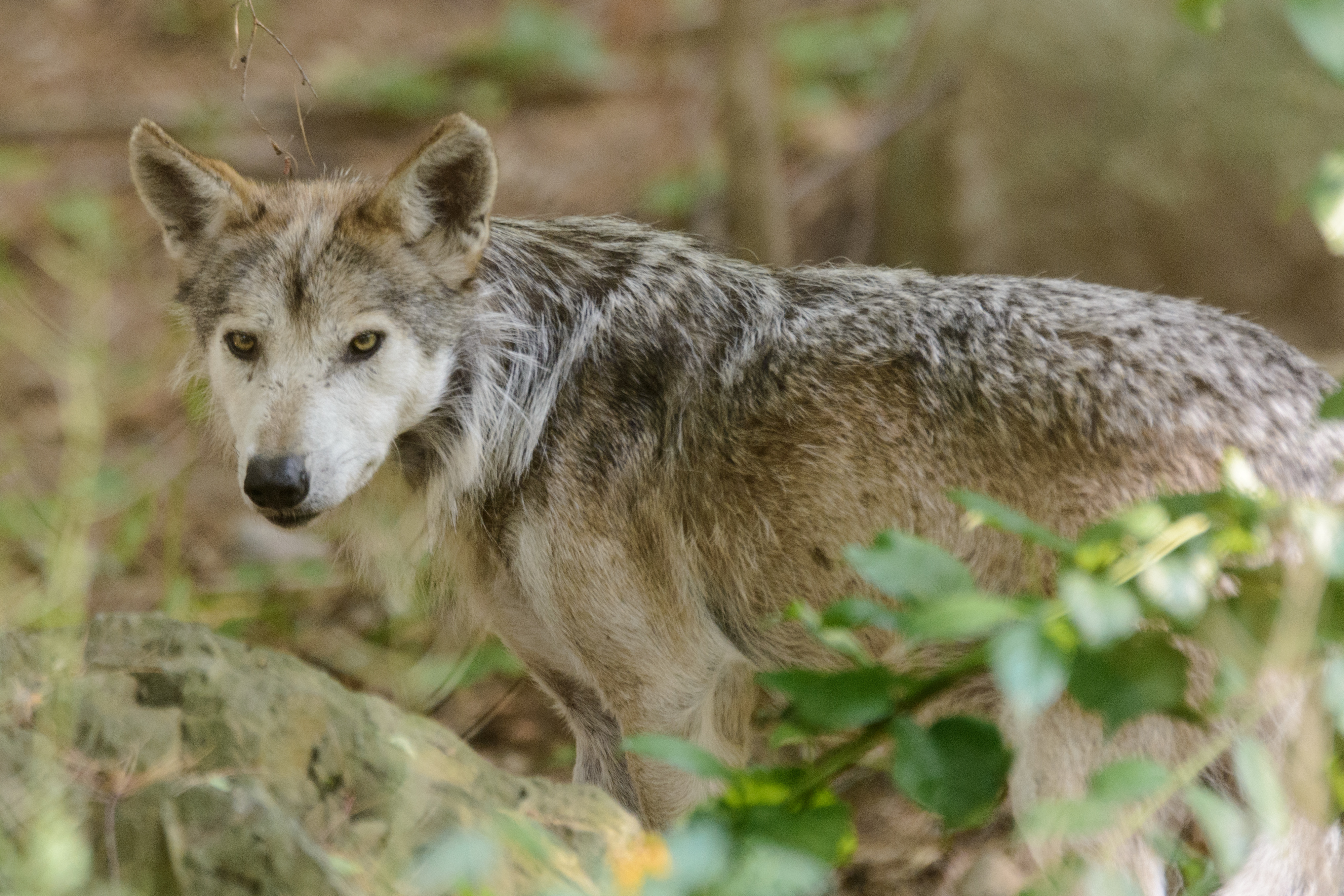 Estos son los retos en materia de protección animal que debería enfrentar la presidencia húngara del Consejo de la Unión Europea
