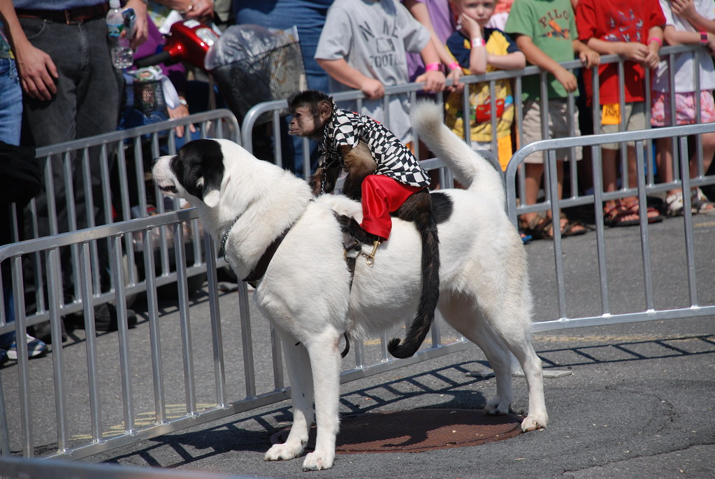 Una empresa de eventos se desvincula del Banana Derby, un espectáculo de abuso de primates y perros