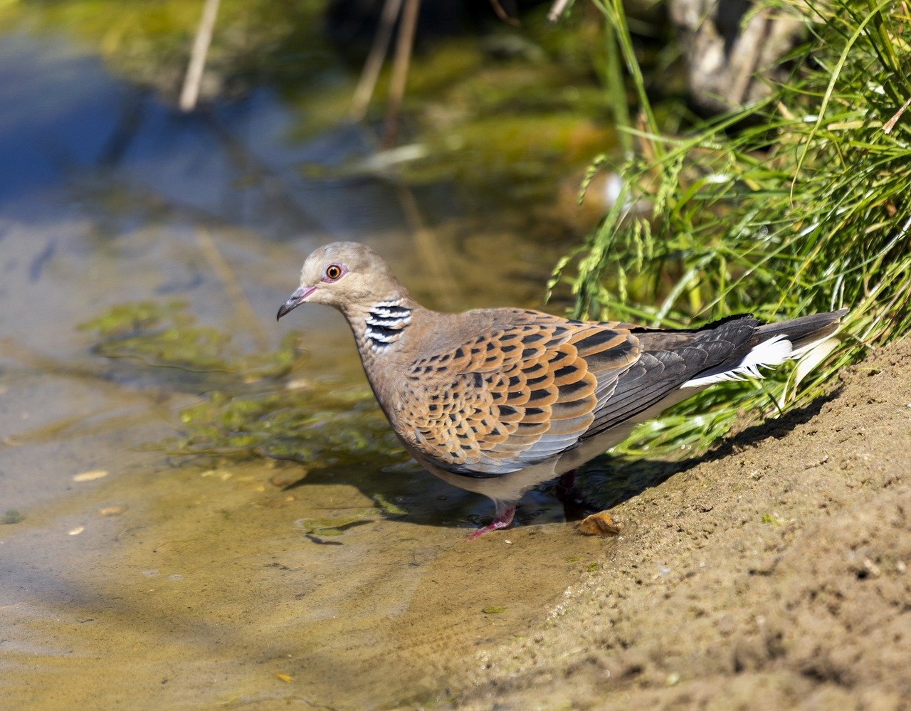 Los cambios en el uso del suelo contribuyen al declive de la tórtola europea