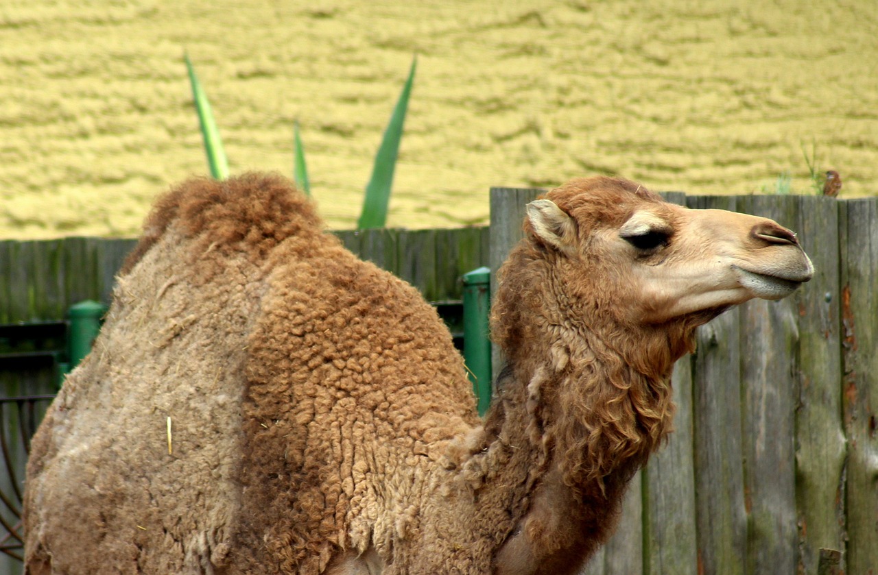 Camellos y cabras tratan de escapar de un zoo de Ohio