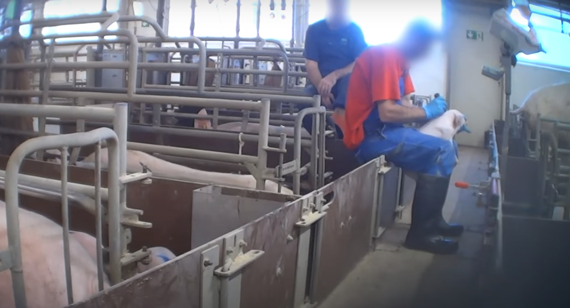 Investigación de Igualdad Animal en una granja alemana