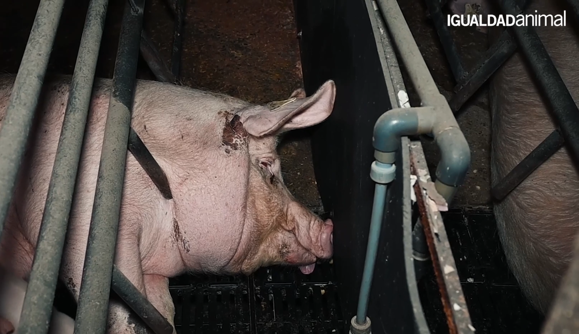 Cerdos aplastados, golpeados y heridos con sello de bienestar animal