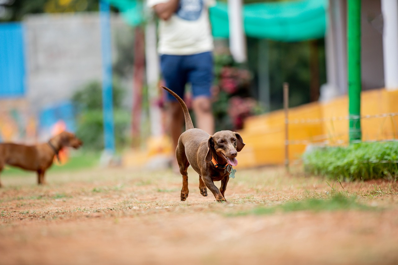 Primera ley europea contra la cría y venta de perros y gatos