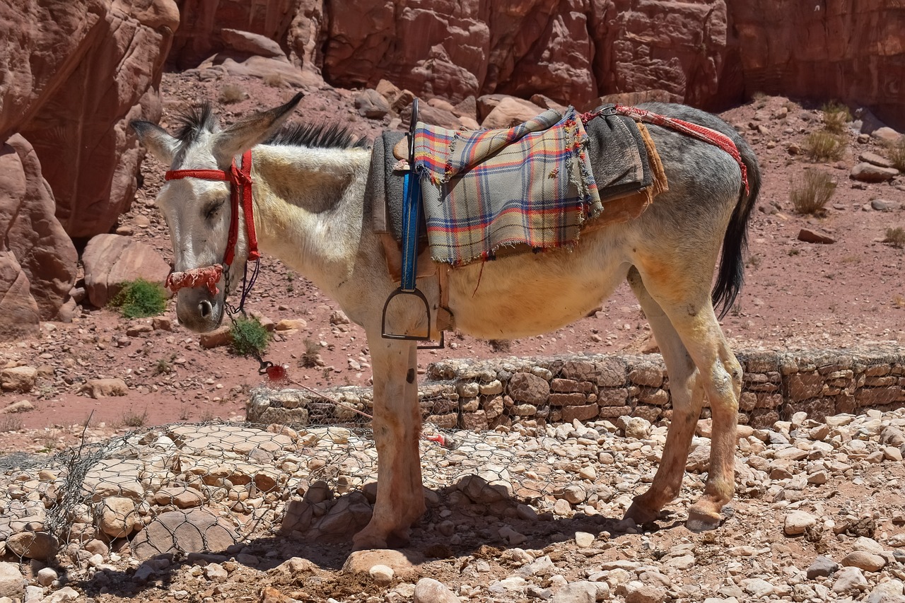 Burros de Petra