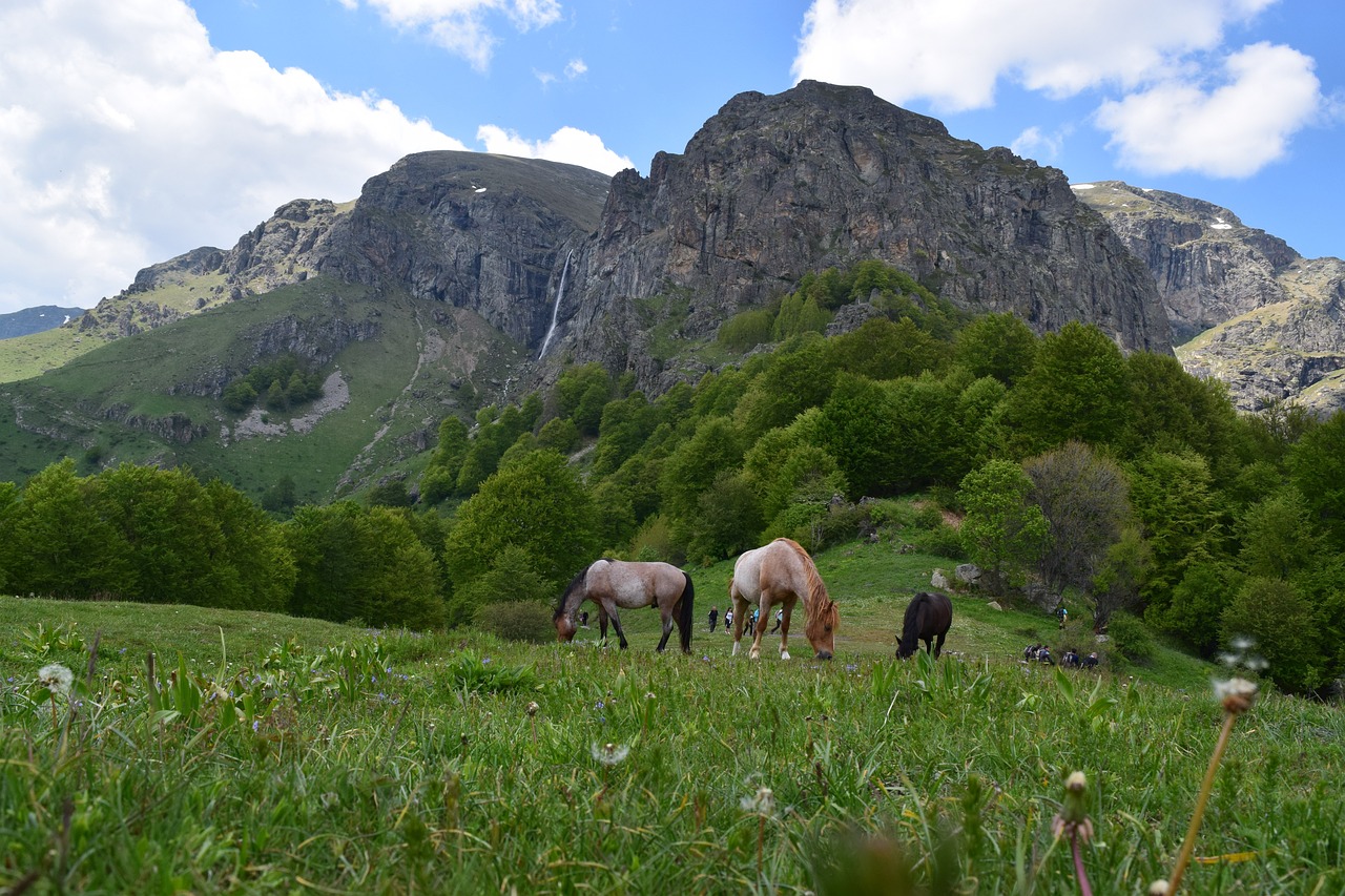 Muertos, separados de sus familias y condenados a la cautividad: el destino de cientos de caballos salvajes en Wyoming