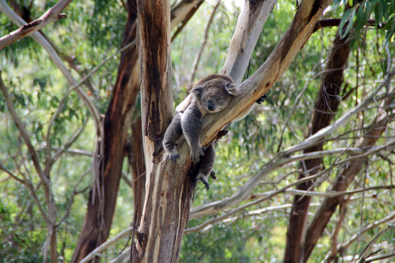 Emoción al ver a una koala junto a su cría un año después de su liberación tras ser atropellada