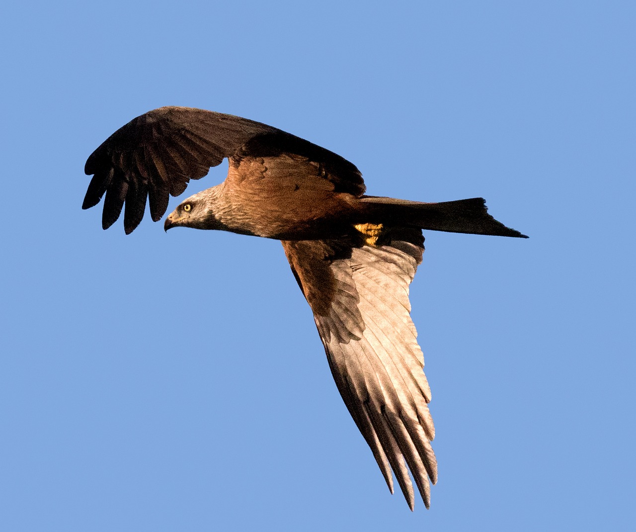 Águila Imperial Ibérica