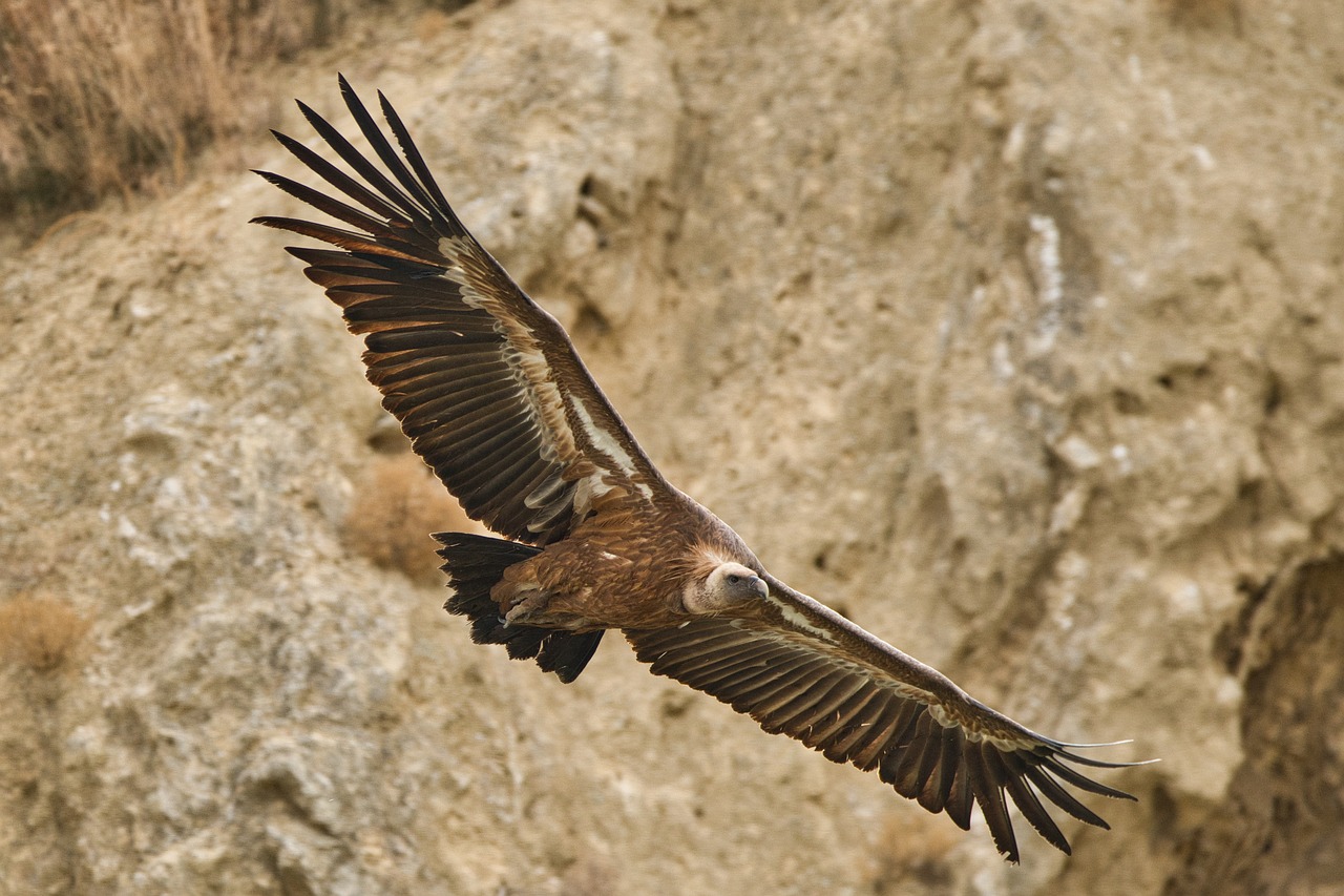 Denunciado un ganadero por la muerte de dos buitres que comieron los restos de un toro eutanasiado cuyo cadáver no retiró