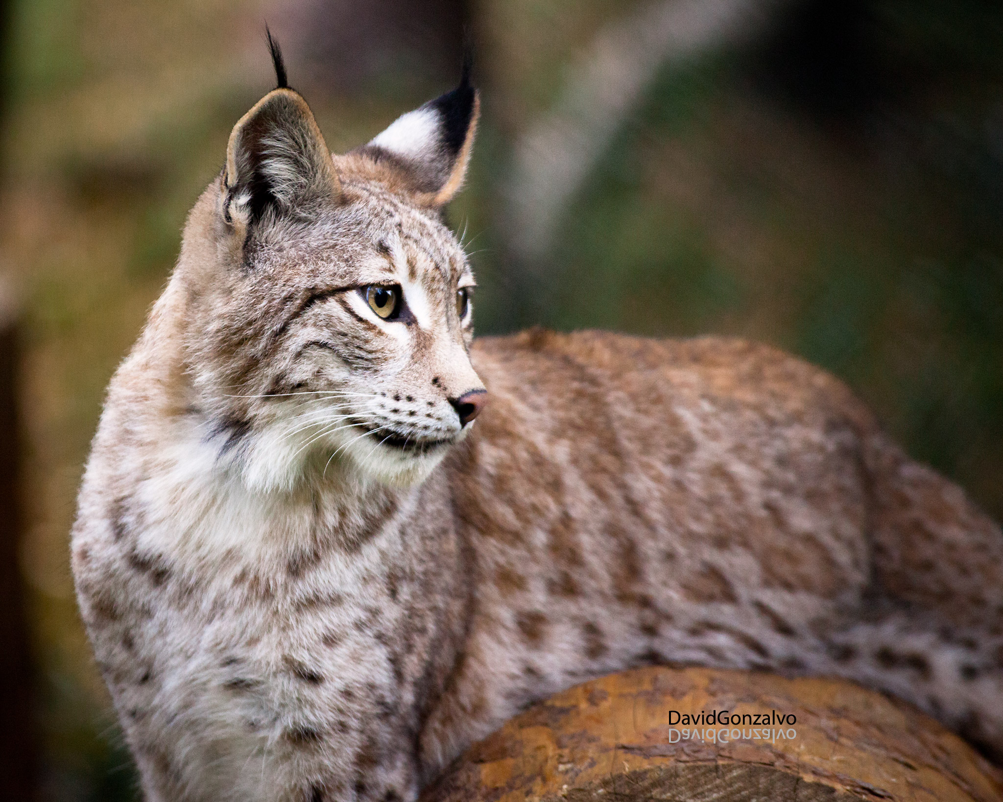 El lince ibérico podría volver pronto a Castilla y León, con los cazadores en contra