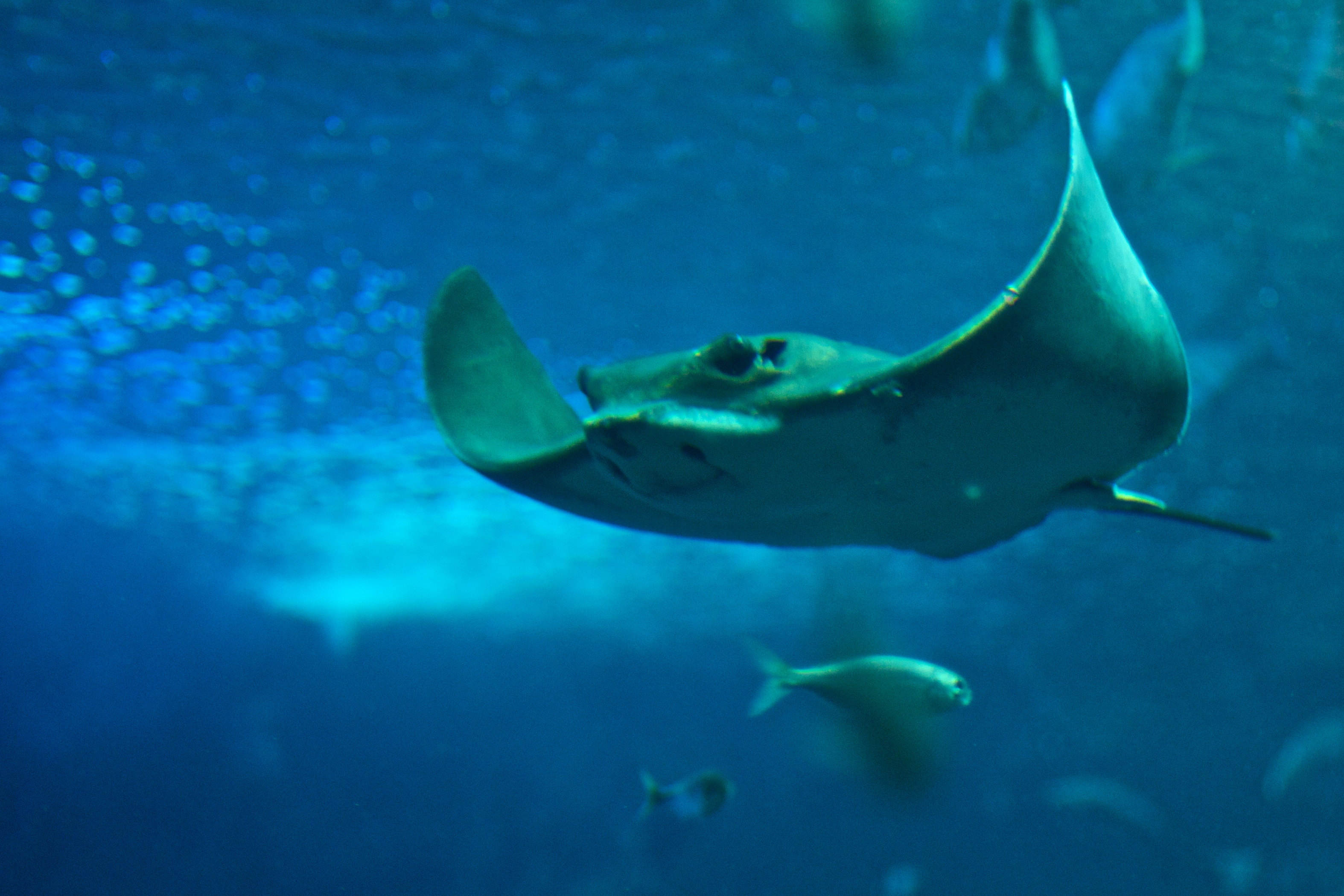 Dos rayas, las últimas inquilinas de la playa artificial del Fòrum de Barcelona