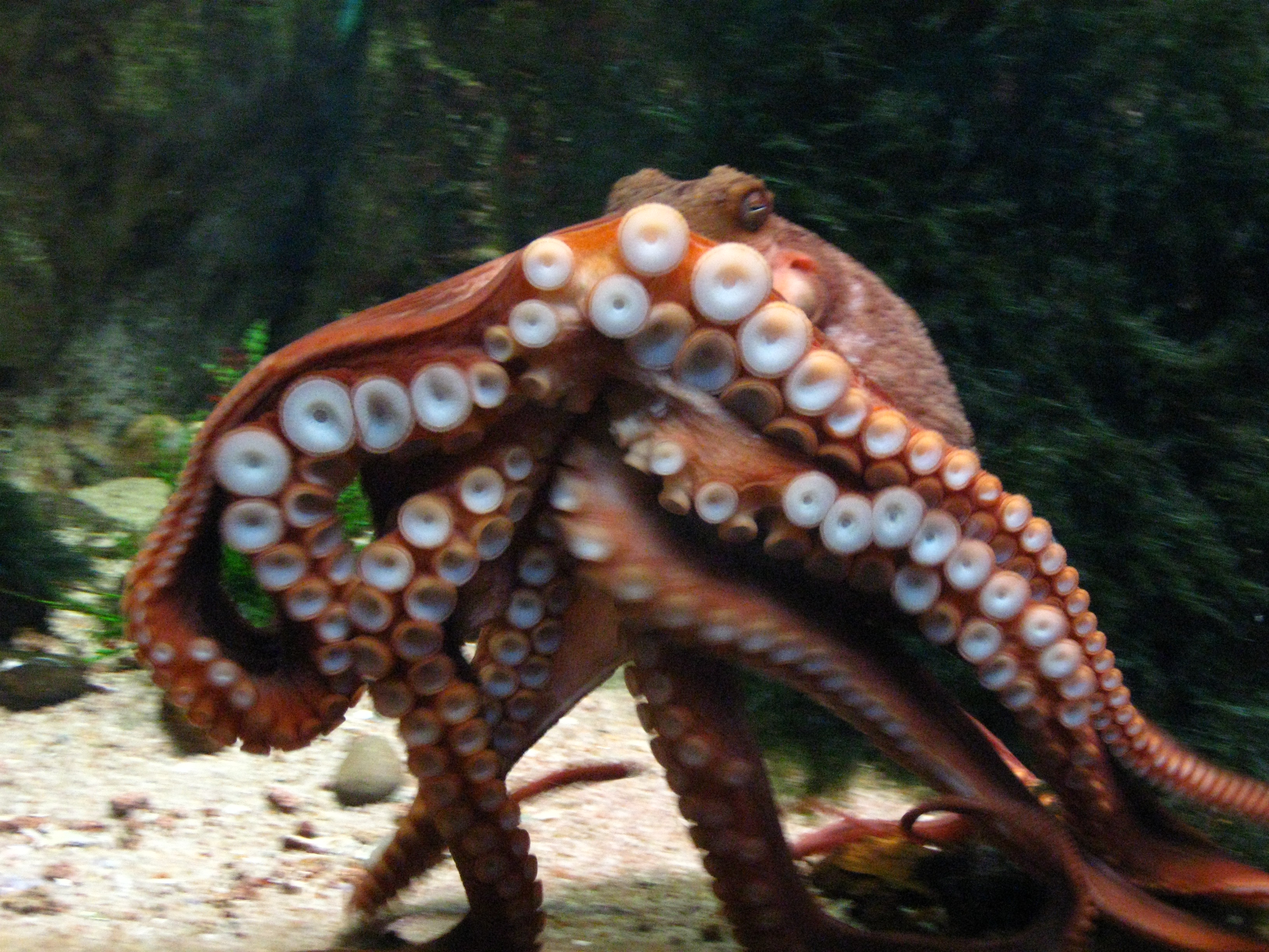 Un proyecto de ley pretende proteger a los pulpos de la cría intensiva en Estados Unidos