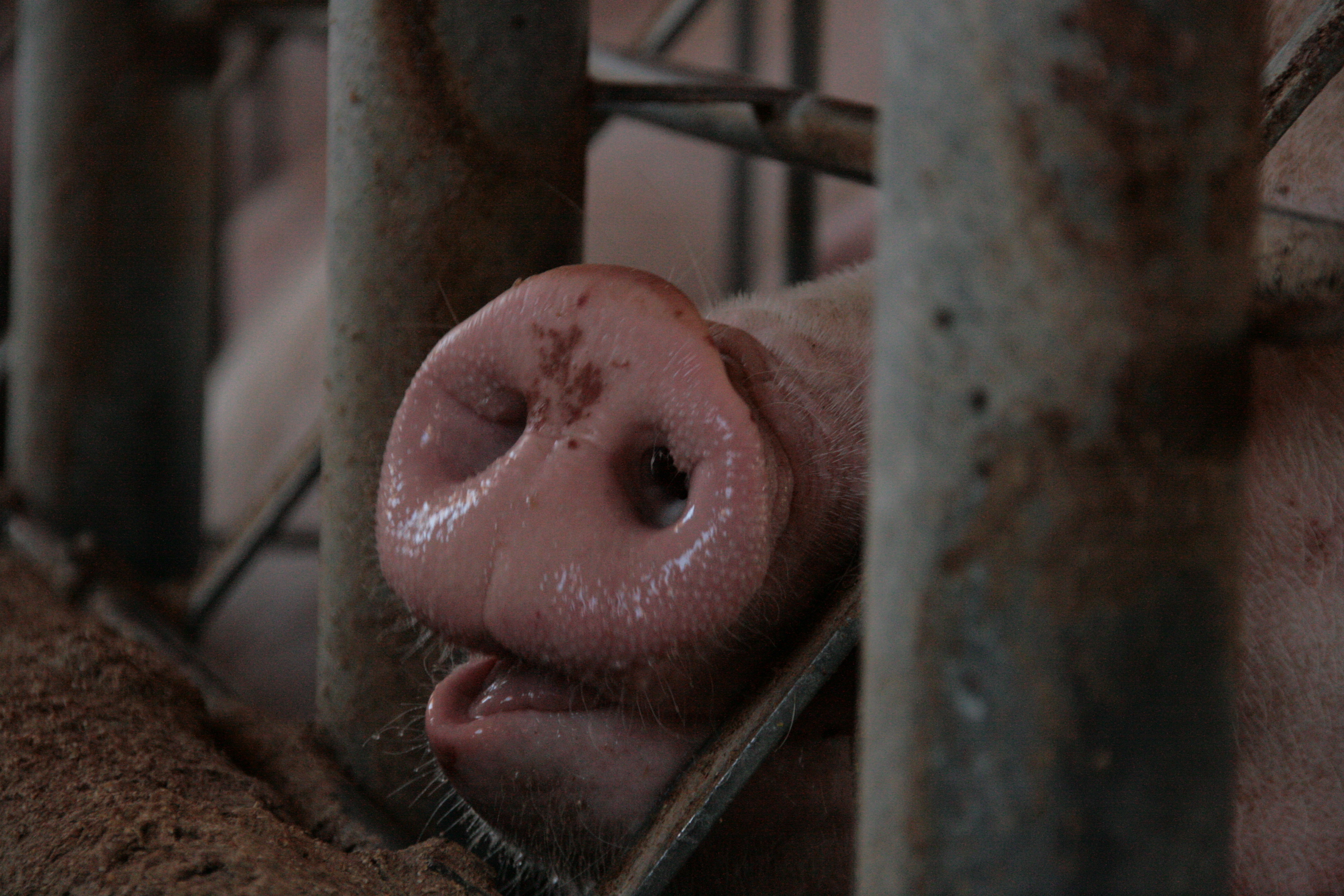 Otro estudio alerta de la relación entre enfermedades emergentes y ganadería