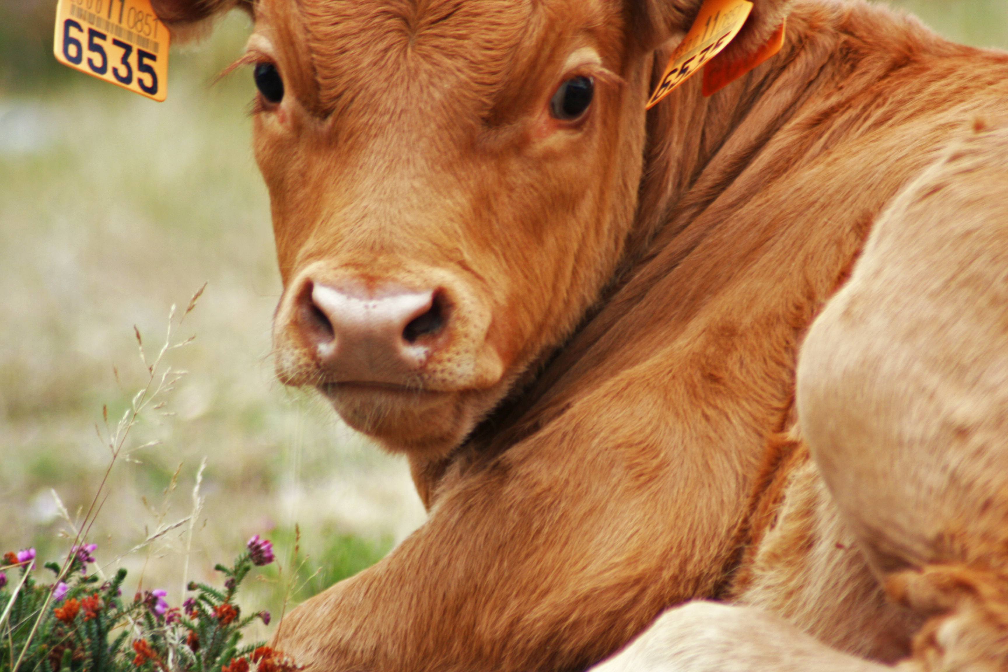 Transporte de terneros sin destetar