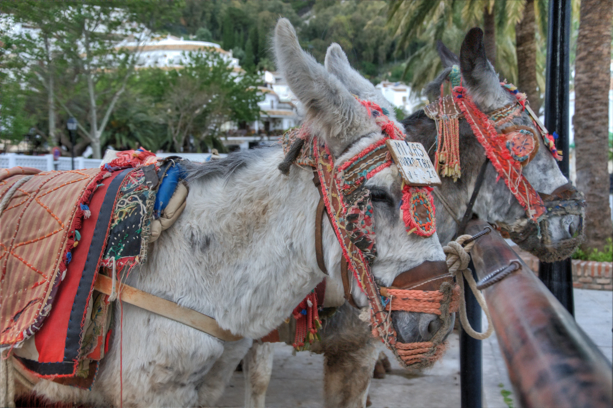 Un turista inglés es agredido por uno de los propietarios de los burros taxi de Mijas mientras grababa la situación de los animales