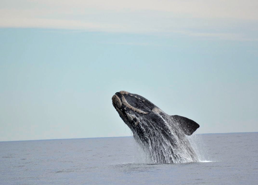 Avistan por primera vez en más de un siglo a una ballena franca del Atlántico Norte en las costas irlandesas