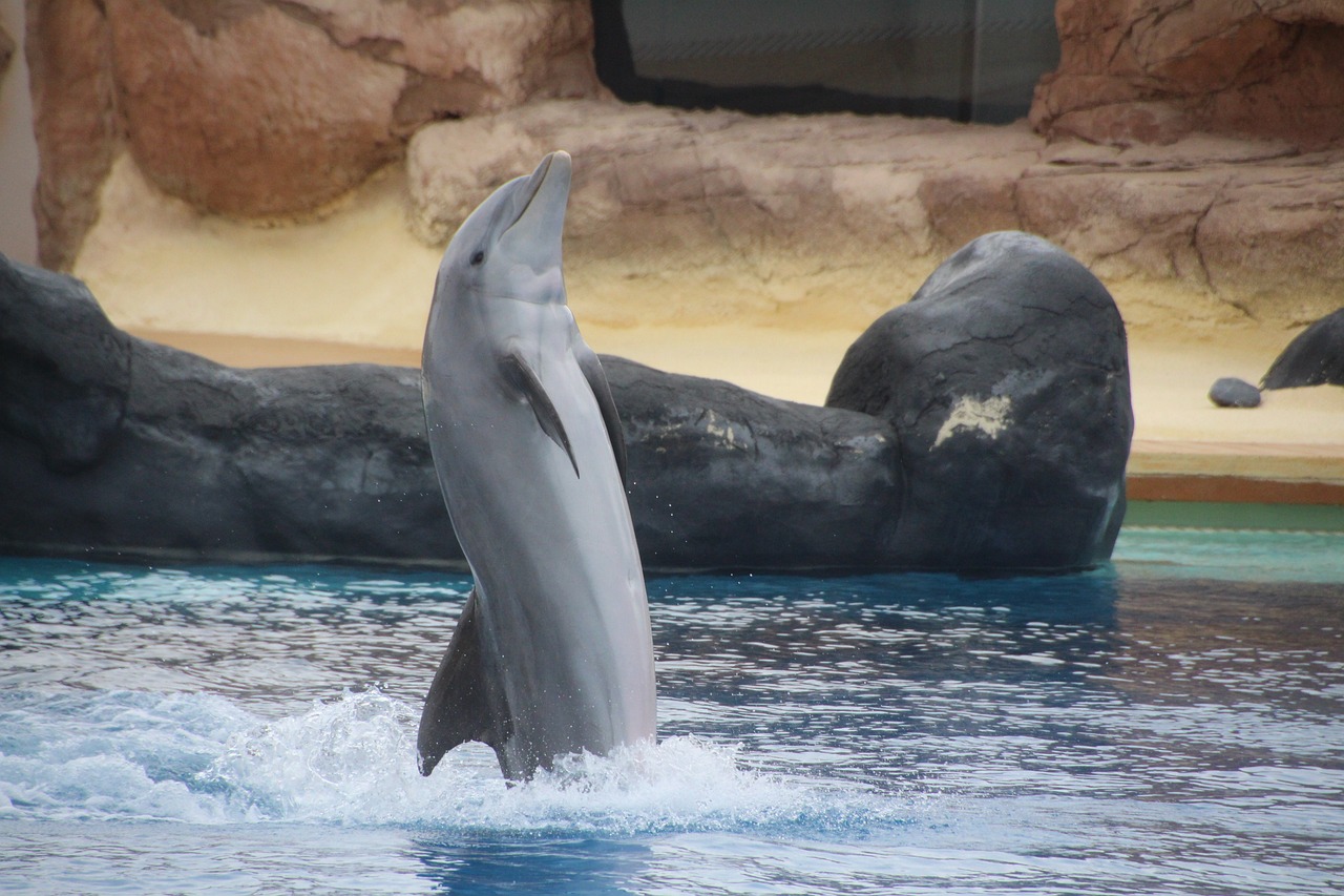 300000 firmantes y varias organizaciones piden a TUI Group que deje de vender atracciones con delfines