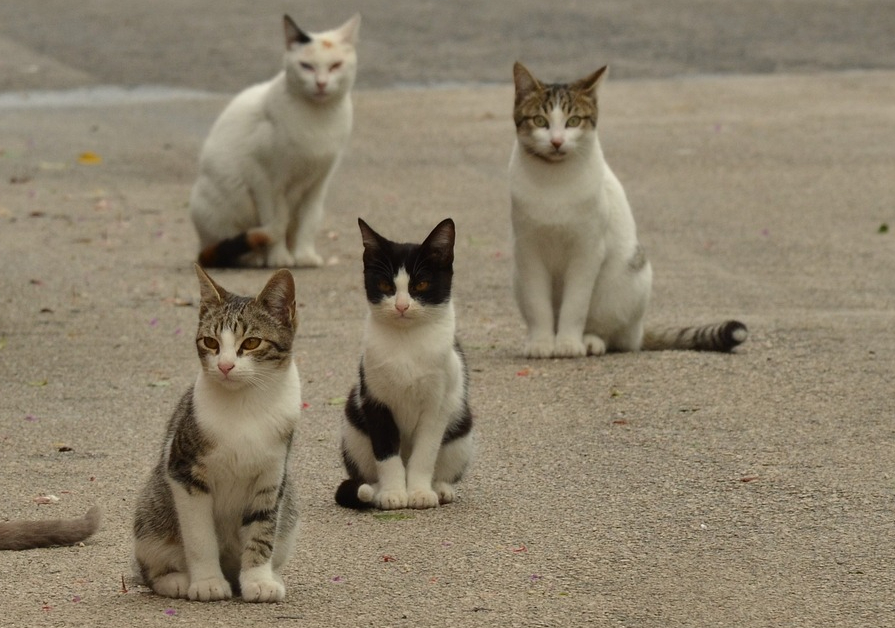 ¿Quién cuida de los animales en Gaza?