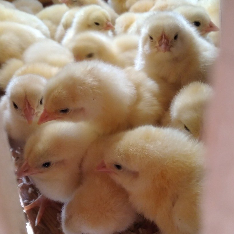 65000 pollitos son gaseados o triturados vivos cada día en Bélgica